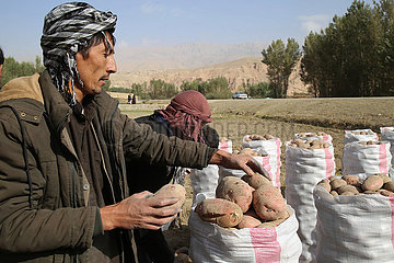 AFGHANISTAN-Bamiyan-ZERO ENERGY KÜHL-KARTOFFELFELD