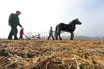 Glasten  Landwirte und ihr Kaltblutpferd auf dem Weg zum Pfluegen eines Feldes