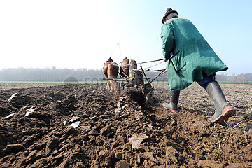 Glasten  Landwirt pfluegt sein Feld mithilfe von zwei Kaltblutpferden