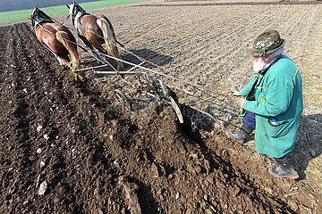 Glasten  Landwirt pfluegt sein Feld mithilfe von zwei Kaltblutpferden