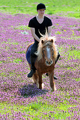Glasten  Junge reitet auf einem Shetlandpony ueber eine Wiese mit Purpurroten Taubnesseln