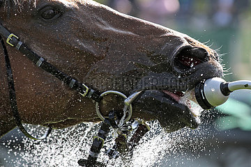 Hannover  Pferd saeuft Wasser aus einem Duschkopf