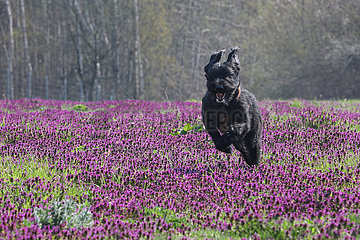 Glasten  Deutschland  Riesenschnauzer rennt ueber eine Wiese mit Purpurroten Taubnesseln
