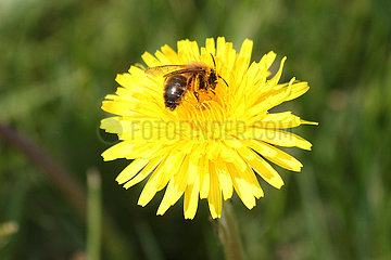 Hannover  Deutschland  Biene sammelt Nektar und Pollen aus einer Loewenzahnbluete