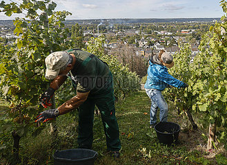 Erntehelfer bei der Kerner Weinlese im Weinberg  Koenigswinter  Nordrhein-Westfalen  Deutschland  Europa