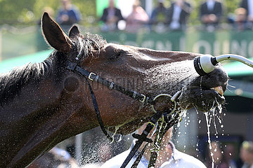 Hannover  Pferd geniesst die Dusche nach dem Rennen
