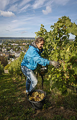 Studentin arbeitet als Erntehelferin bei der Weinlese im Weinberg  Koenigswinter  Nordrhein-Westfalen  Deutschland  Europa