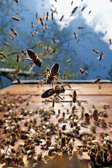Berlin  Deutschland  Honigbienen im Anflug auf ihren Bienenstock