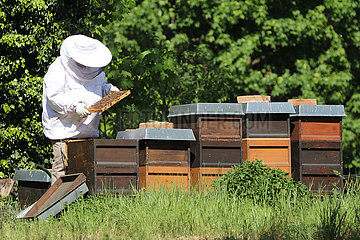 Berlin  Deutschland  Imkerin kontrolliert eine Wabe aus einem ihrer Bienenvoelker