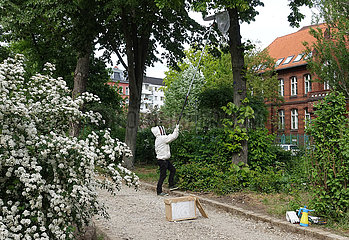 Berlin  Deutschland  Imker faengt in einer Parkanlage einen Bienenschwarm von einem Lindenbaum ein