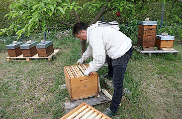 Neuenhagen  Deutschland  Imker kontrolliert eines seiner Bienenvoelker