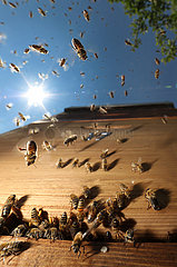 Berlin  Deutschland  Honigbienen im Anflug auf ihren Bienenstock