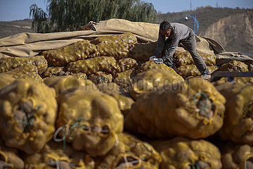 CHINA-NINGXIA-Guyuan Kartoffel-LESE (CN)