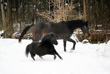 Muenchen  Pferd und Pony bewegen sich im Winter im Schnee