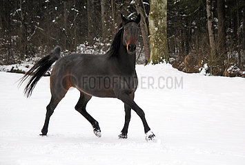 Muenchen  Pferd trabt im Winter durch den Schnee