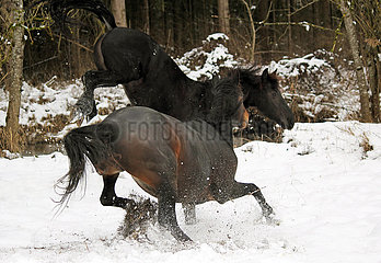 Muenchen  Pferde toben im Winter auf der Koppel im Schnee