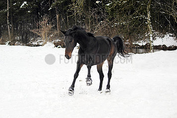 Muenchen  Pferd galoppiert im Winter durch den Schnee