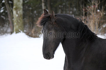 Muenchen  Pferd galoppiert im Winter durch den Schnee