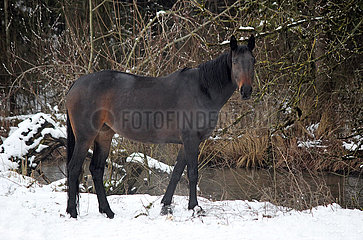 Muenchen  Pferd steht im Winter im Schnee