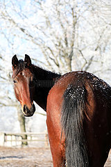 Gestuet Graditz  Pferd schaut sich im Winter auf der Koppel um