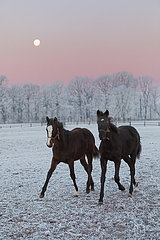 Gestuet Graditz  Pferde im Winter bei Vollmond im Trab auf der Koppel