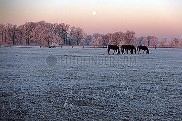 Gestuet Graditz  Pferde im Winter bei Vollmond auf der Koppel