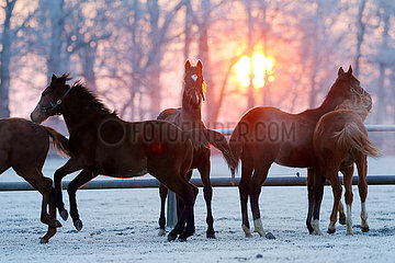 Gestuet Graditz  Pferde im Winter bei Sonnenaufgang in Bewegung auf der Koppel