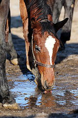 Gestuet Graditz  Pferd trinkt im Winter auf der Koppel Wasser aus einer Pfuetze
