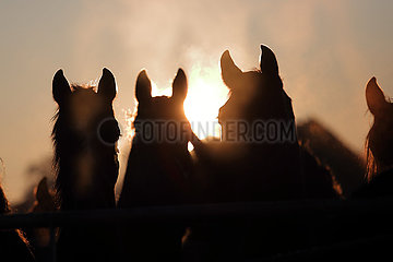 Gestuet Graditz  Pferde im Winter bei Sonnenaufgang auf der Koppel