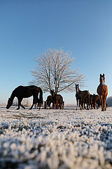 Gestuet Graditz  Pferde im Winter am Morgen auf der Koppel