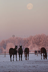 Gestuet Graditz  Pferde im Winter bei Vollmond auf der Koppel