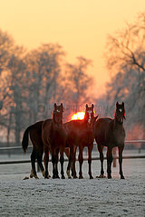 Gestuet Graditz  Pferde im Winter bei Sonnenaufgang auf der Koppel