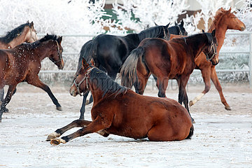 Schuenow  Pferd ist im Winter auf dem Sandpaddock ausgerutscht