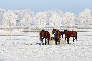Gestuet Graditz  Pferde fressen im Winter auf der Koppel aus einer Heuraufe