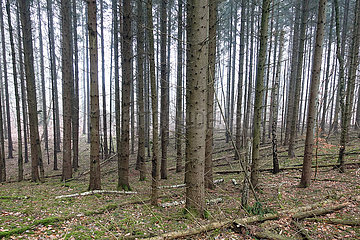 Neu Kaetwin  Deutschland  Mischwald im Winter