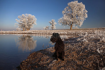 Graditz  Deutschland  Hund sitzt im Winter bei Frost am Ufer der Elbe
