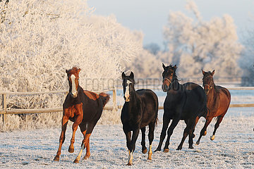 Gestuet Graditz  Pferde im Winter am Morgen im Galopp auf der Koppel
