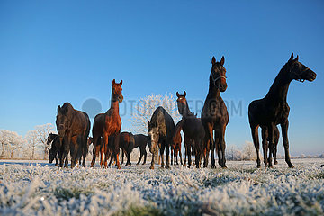 Gestuet Graditz  Pferde im Winter am Morgen auf der Koppel