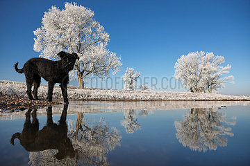 Graditz  Deutschland  Hund steht im Winter bei Frost am Ufer der Elbe