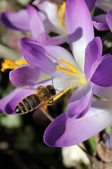 Neuenhagen  Deutschland  Honigbiene sammelt Nektar aus einer violetten Krokusbluete