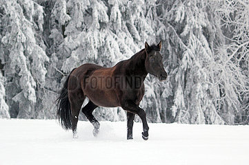 Muenchen  Pferd trabt im Winter auf der Koppel durch den Schnee