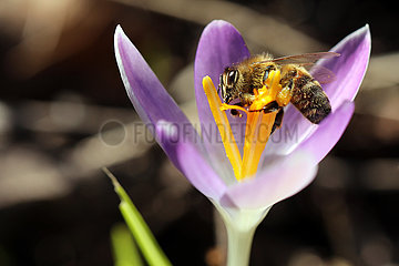 Neuenhagen  Deutschland  Biene sammelt Nektar aus einer violetten Krokusbluete