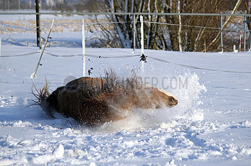 Muenchen  Pferd rutscht im Winter auf einer schneebedeckten Koppel aus