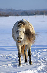 Muenchen  Pferd schuettelt sich im Winter auf einer Weide im Schnee
