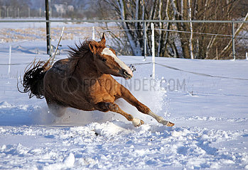 Muenchen  Pferd rutscht im Winter auf einer schneebedeckten Koppel aus