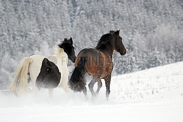 Muenchen  Pferde galoppieren im Winter auf der Koppel durch den Schnee