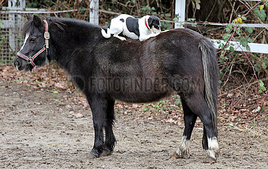 Hoppegarten  Hund liegt auf dem Ruecken eines Ponies und knabbert an dessen Kruppe