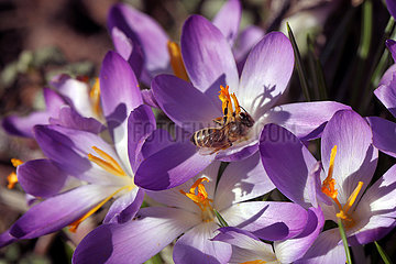 Neuenhagen  Deutschland  Biene sammelt Nektar aus einer violetten Krokusbluete