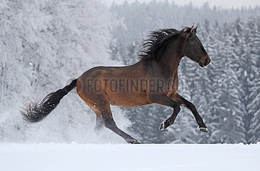 Muenchen  Pferd galoppiert im Winter auf der Koppel durch den Schnee
