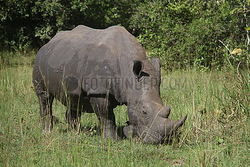 UGANDA-Nakasongola-Nashörner